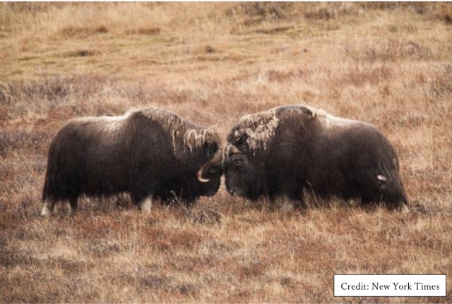 20201103_Musk Ox