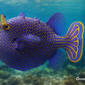 20251128_チューリングとハコフグ（2回分）